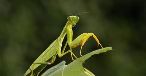 Mantis VS WILD ANIMALS .